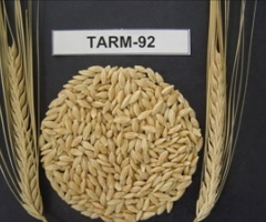 Tarım 92 Arpa